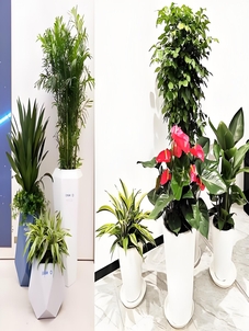 前湾盆景租赁价格