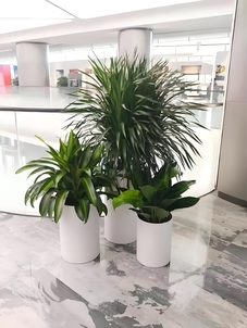 想给宁波余姚办公室添绿?绿植出租设计来啦><div class=