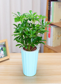 聚焦宁波慈溪花卉租赁方案，开启花卉新篇